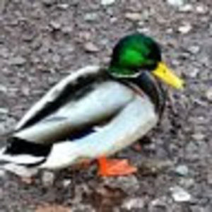 Meet your Posher, Ada